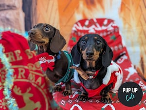 Sausages pose on Christmas backdrop