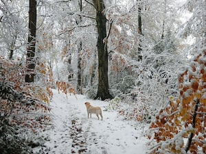 Snowy Weston Rhyn. Picture: Jill Adger.