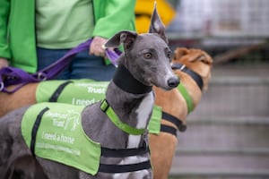 Barratt Homes donates £200 towards the Greyhound Trust's Christmas Dog Dinner