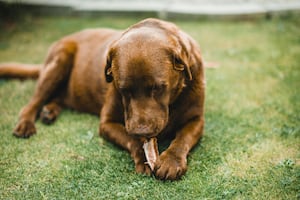 Urgent warning to pet owners as dog chews linked to illness.