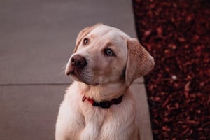 Known for being good-natured and social, Labradors are most likely to be named Buddy.