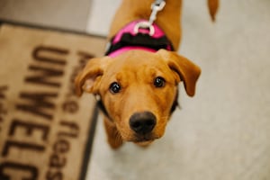 Ember the Labrador became quite the regular at 