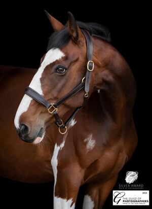 'Merlin' which was awarded Silver, and has also been selected for Equine Image of the Year