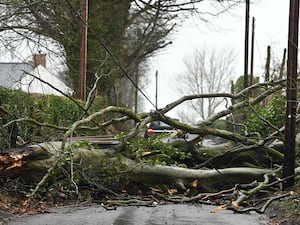 A fallen tree on Tullydraw Road near Dungannon