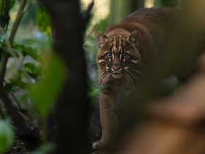 Frank the Asian Golden Cat