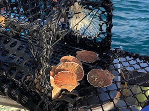 Scallops caught during the PotLight trials