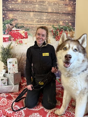 Siberian Husky Cross, Theo, is hoping that if his Christmas wish of a forever home doesn't come true, he will have lots of presents on Christmas Day. He is pictured with Canine Carer Sara Edwards.  