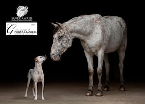 'Spots upon spots' which was awarded Sliver, and has been nominated for Equine Image of the Year