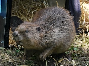 Mischievous-looking beaver standing on some grass