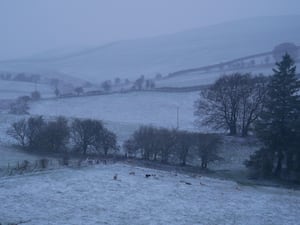 Sheep in a field at Llanfihangel Nant Melan near New Radnor. Image: Andy Compton