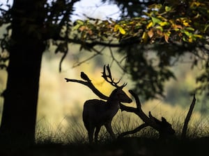 Deer in Richmond Park