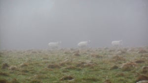 Sheep in the mist in Rushbury, Shropshire, on Friday December 27, 2024. Picture: Peter Steggles