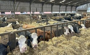 Cattle from the commercial suckler herd  sold on Saturday.