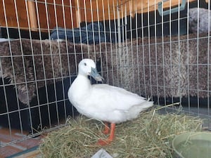 A duck in a cage