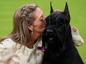 A gigantic dog's owner gives him a kiss