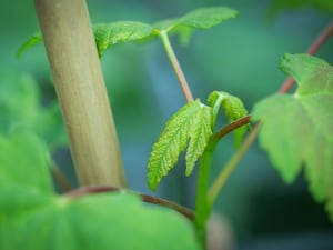 A close up image of a sycamore sapling