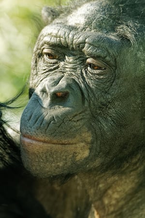 Bonobo at Twycross Zoo