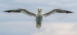 Her  ‘Rise of the Gannet’ photograph won in the Under 12's category.