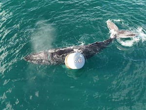 Aerial shot of a whale at the surface of the sea next to a white buoy