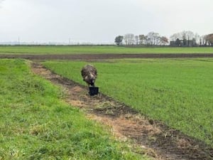 An emu in a field