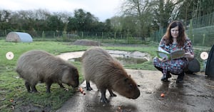 Author, Tracey J Morgan, reads an extract of the book to Cinnamon the Capybara.