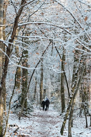 A couple walking in a snowy woodland with a dog.