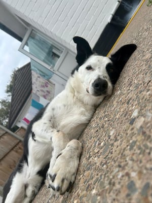 Dashing Duke chilling out at Oakfield Oldies