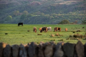 GB cattle population numbers have seen a year-on-year decline of two per cent- and experts expect further falls in subsequent years.