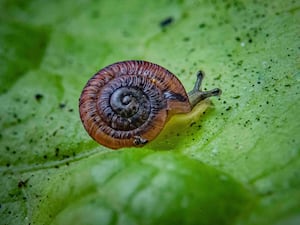 A Desertas Island land snail on a leaf