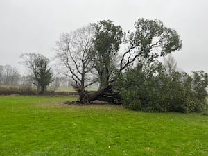 A 150-year-old evergreen oak tree that is often referred to as the ‘Broccoli tree’ fell during Storm Darragh. Picture: The Quinta Centre. 