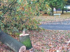 A tree was cut down in Telford. Picture: Luci Creed