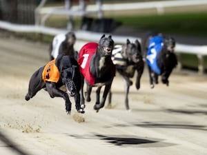 Greyhounds racing