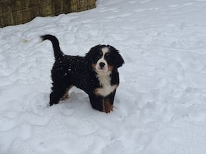 Bernese mountain puppy in snow