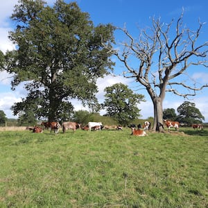 The cow and calf dairy herd at Babbinswood Farm