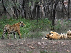 India Tiger Population