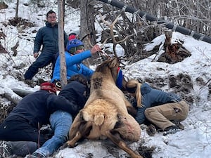 Wildlife officials and climbers rescue a bull elk