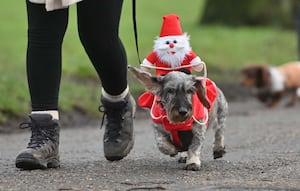 Dogs were dressed up in colourful costumes for the walk