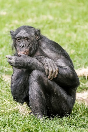 Bonobo at Twycross Zoo