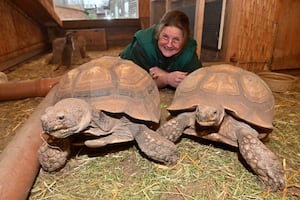 Jen Morgan with Hettie and Hamish the Sulcata Tortoises at Gentleshaw Wildlife Centre.