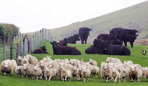 Commercial beef and sheep farmers from Wales are sought to participate in a project that looks to develop breeding strategies that reduce greenhouse gases.