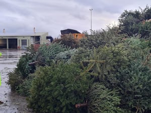 Pile of Christmas Trees