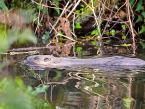 A beaver swims through water with vegetation behind