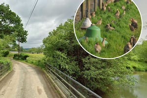 he Black Bridge Game farm, showing its nearness to the protected river Teme (from Google Street View) and inset, pheasant chicks (Lewis Clarke / geograph)