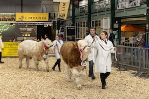 Cattle competitors at last year's Winter Fair.