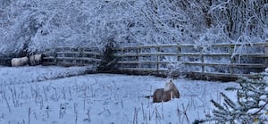 Snow at Little Wenlock on Sunday morning. Photo: Lena Jarl Churm