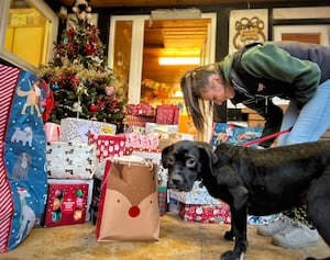 Presents piled high at Forest Dog Rescue.