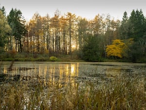 Low autumn sun shining through trees across the lake at Wallington, Northumberland (Chris Lacey/PA)