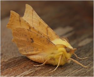 John Ridgway  was sixth with Canary Shouldered Thorn Moth.