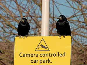 A pair of birds on a camera controlled car park sign