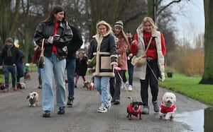 A festive sausage dog walk took place in Shrewsbury